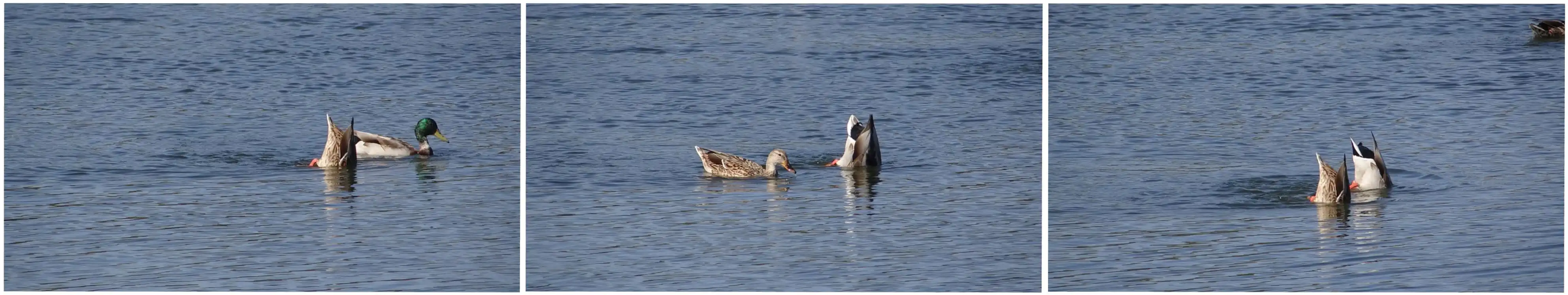 Mallard Triptych